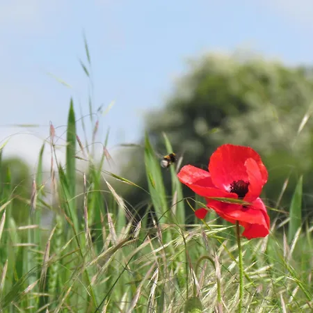 Maison De Tante Alice Haravesnes