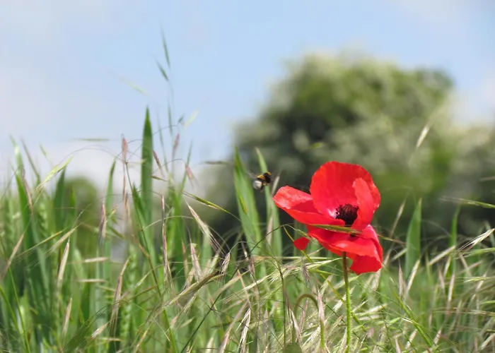 Maison De Tante Alice Haravesnes
